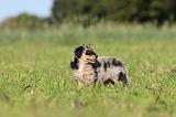 BERGER AUSTRALIEN PUPPIES 179